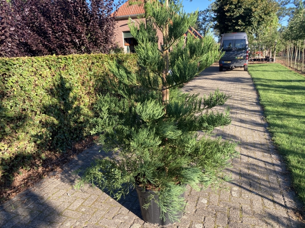 Sequoiadendron giganteum Healty Mammoth Two